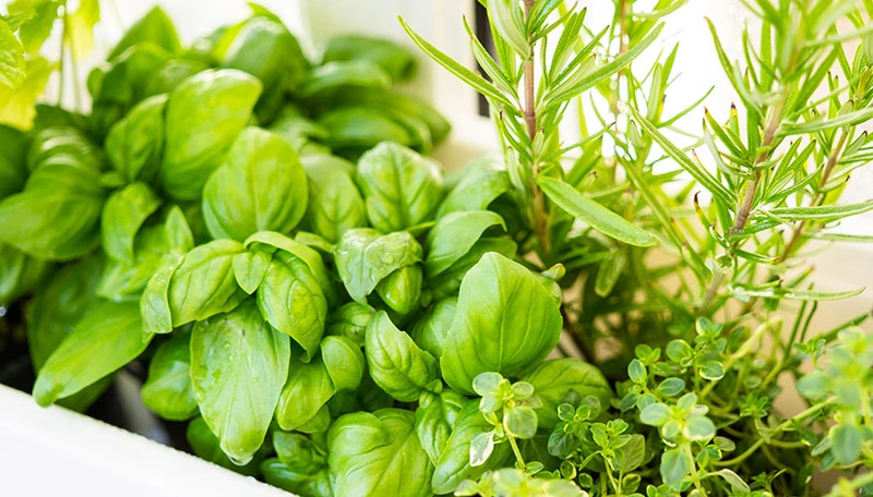 Salmon Arm: Indoor gardening - containers, sprouting