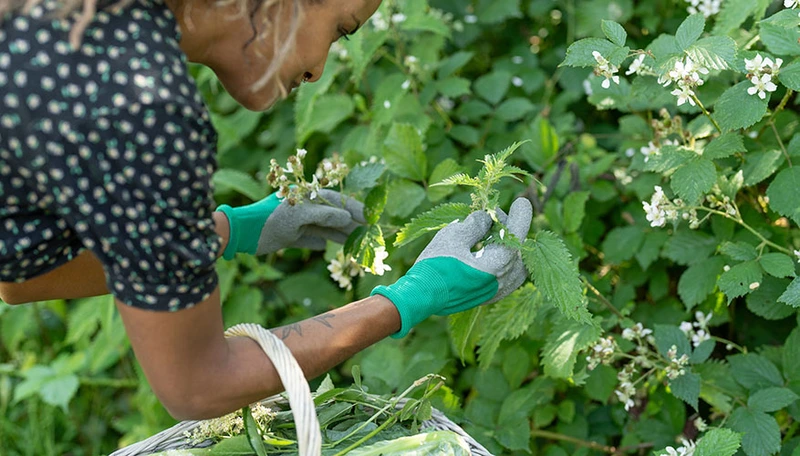 Salmon Arm: Foraging and Wildcrafting - Botanicals and Hydrosols for your health