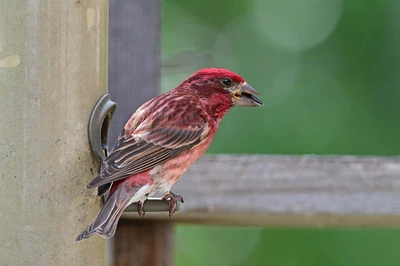 Purple Finch or House Finch?