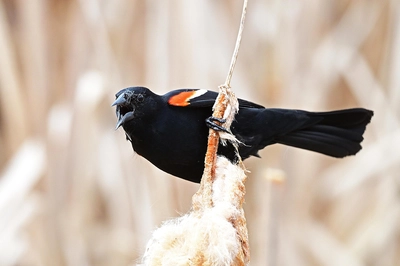 State of Bird Populations in Canada