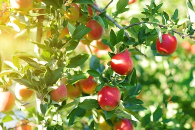 Bylands 5 Gal Apple Tree