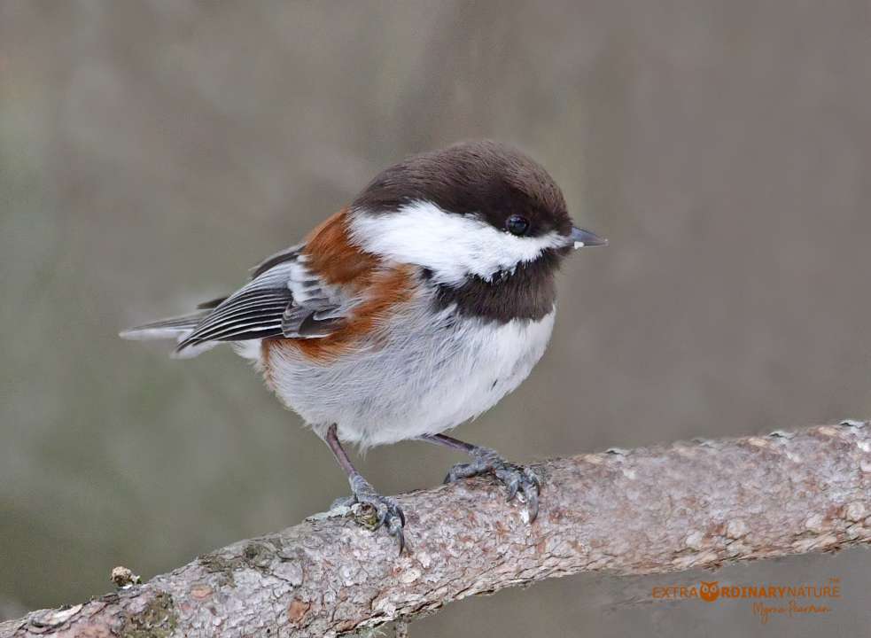 Chestnut-backed Chickadee