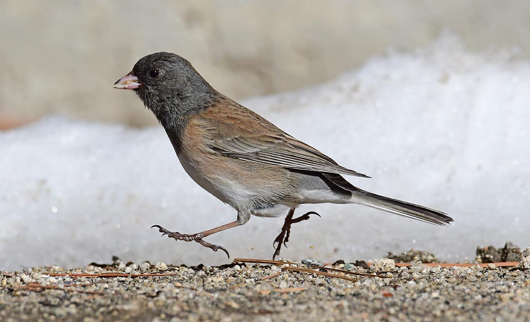 Oregon Junco