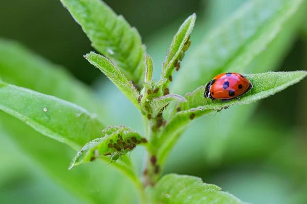 Abbotsford Good Bugs/Bad Bugs Seminar