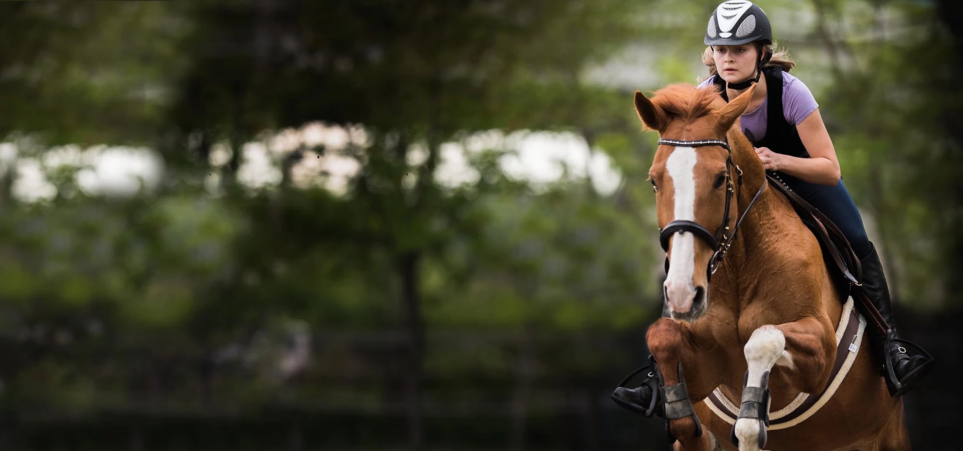 Your Equine Destination