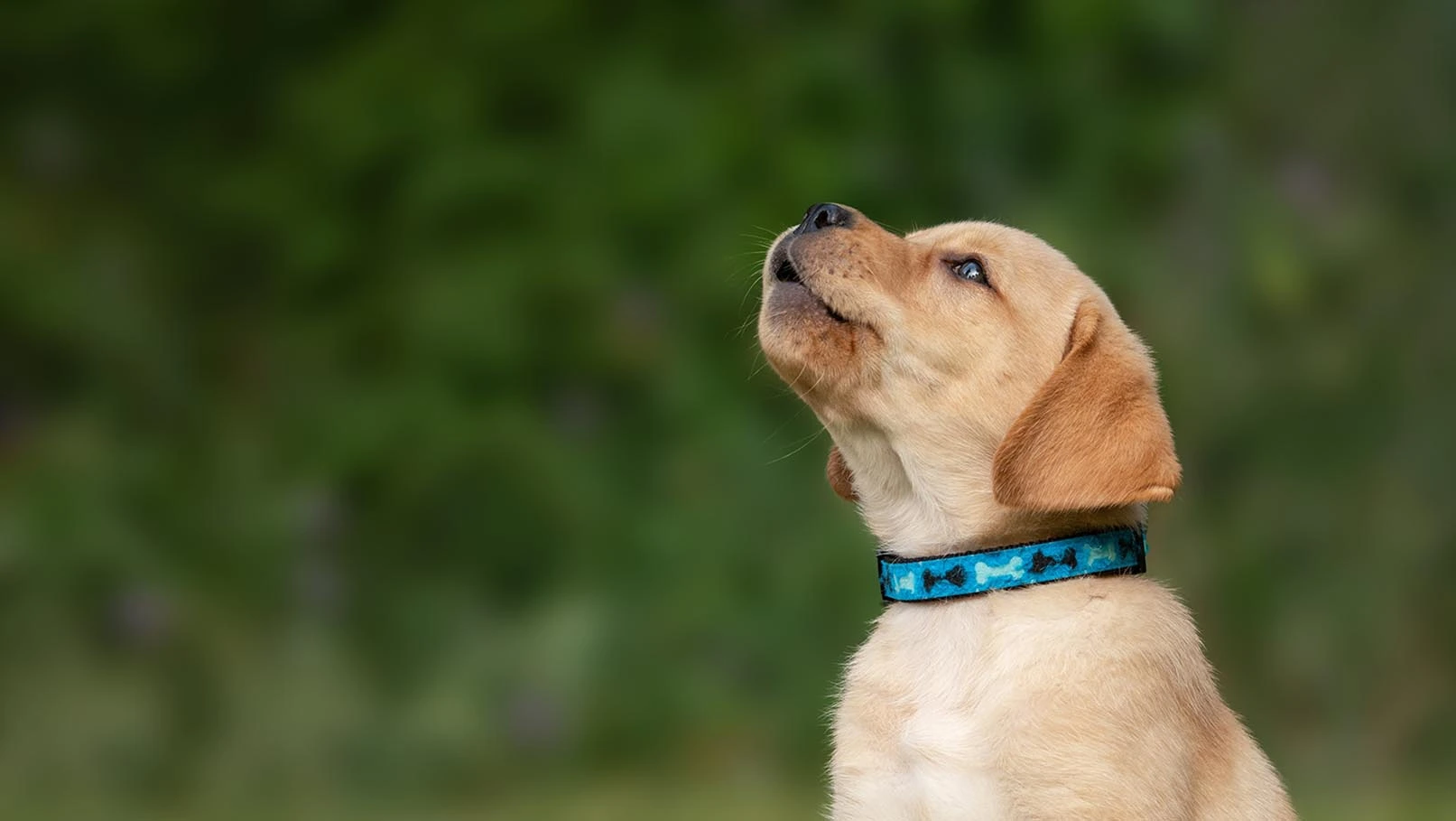 High pitched discount bark collar