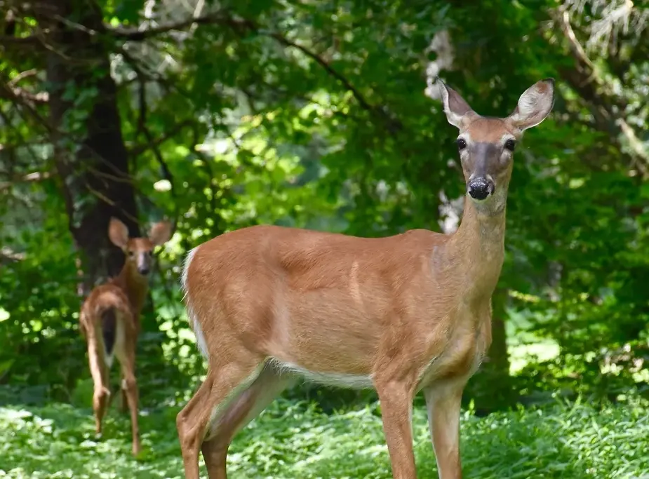 Preventing Deer Damage - Buckerfield's - BC's Original Country Store