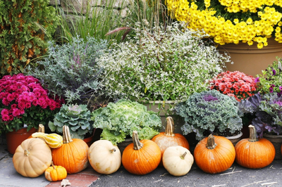 15 garden tips for September