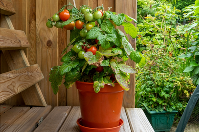 Top Gardening Tips for August