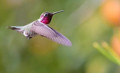 Enjoying Hummingbirds