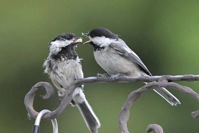 Feeding Birds in Late Summer