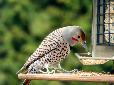 Feeding Birds In The Fall