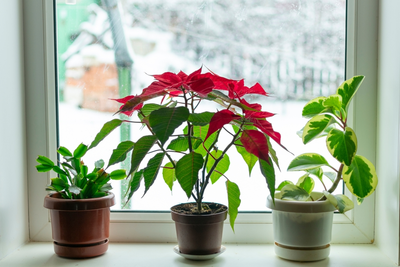 How to help your houseplants flourish in winter