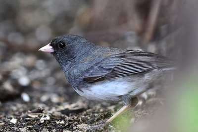 Project FeederWatch