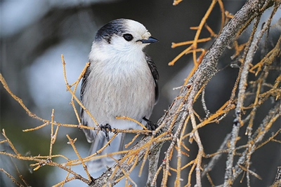 Project FeederWatch