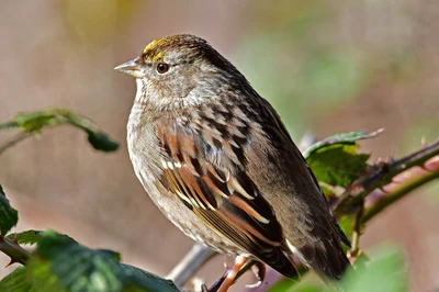 The Feeder Birds of Christmas