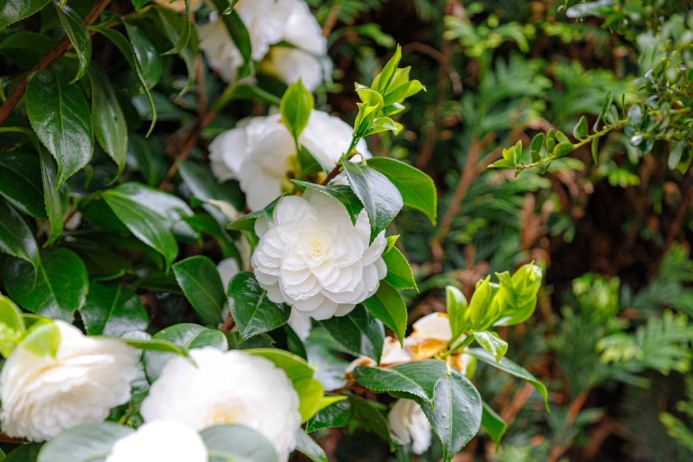 winter-bloomers-that-will-make-your-garden-shine-buckerfield-s-bc-s