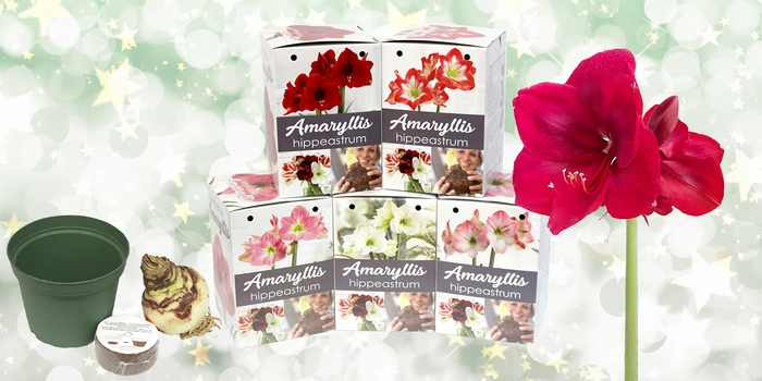 Amaryllis Kits