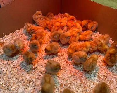 Chicken Feed