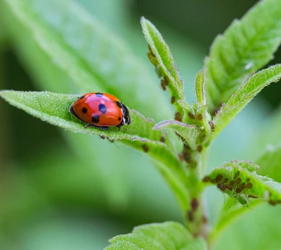 Live Ladybugs 250pk