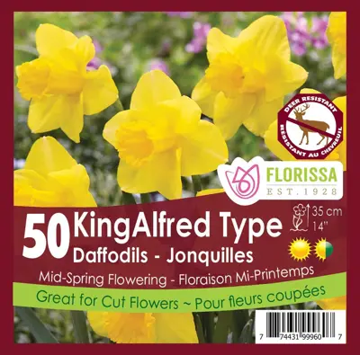 Van Noort King Alfred Type Bulb 50pk