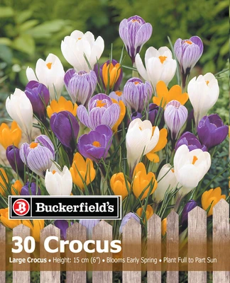 Van Noort Crocus Large Assorted 30pk