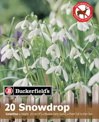 Van Noort Snowdrop Single 20pk