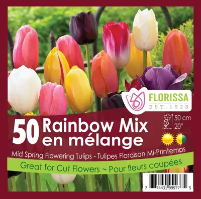 Van Noort Tulip Rainbow Mix 50pk