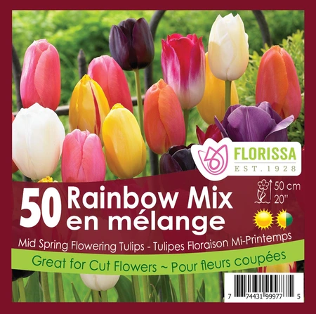 Van Noort Tulip Rainbow Mix 50pk