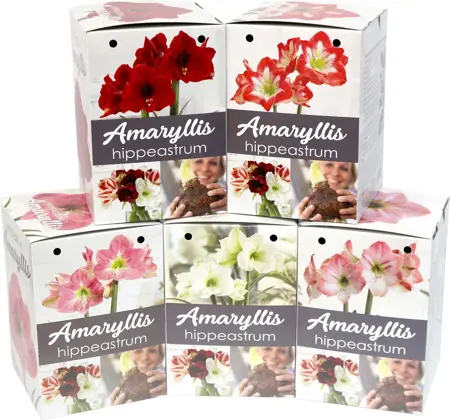 Van Noort Amaryllis Kits Assorted