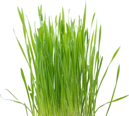 Catit Cat Grass 75g