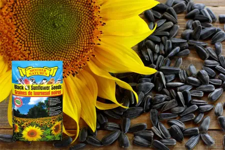 Mother Nature's Black Oil Sunflower Seed 16kg