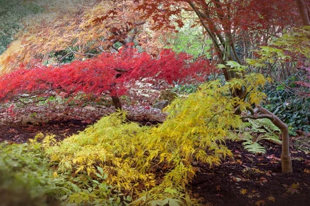 Inline 2 Gallon Japanese Maple Tree