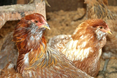 Rochester Dual Purpose Pullet Chicks