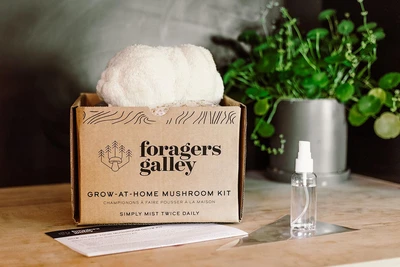 Foragers Galley Lion's Mane Mushroom Grow Kit