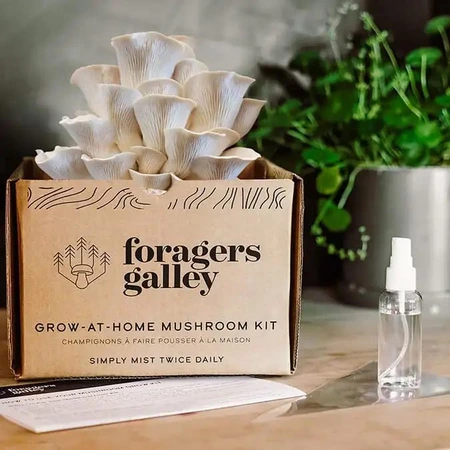 Foragers Galley Snow Oyster Mushroom Grow Kit